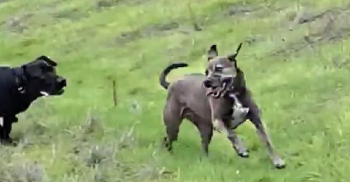 Rae enjoying off-leash activity with Barnaby after behavioral rehabilitation